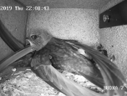 Rozstrzygnięcie konkursu "Imiona dla poznańskich jerzyków"