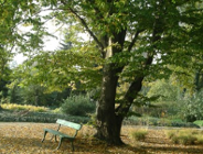 "Rozwój drzew i krzewów w warunkach miejskich" - spotkanie w Ogrodzie Botanicznym