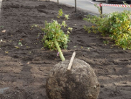 Sadzenie drzew w Parku Tysiąclecia