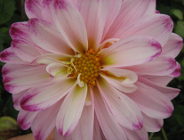 Sankcje karne za przestępstwa przeciwko środowisku