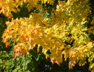 Seminarium naukowe "Natura 2000 w Wielkopolsce- historia, stan obecny i perspektywy. Fa kty - oczekiwania - kontrowersje"