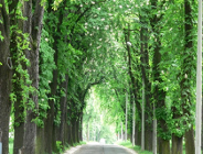 Skuteczna ochrona kasztanowców w Poznaniu