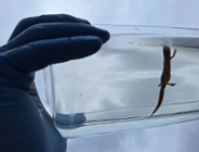 Spacer po użytku ekologicznym Traszki Ratajskie