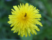 Sprawozdanie z działalności Wydziału Ochrony Środowiska UMP