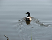 Sprawozdanie z działalności Wydziału Ochrony Środowiska UMP