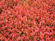 Standard Investors in People (IIP)- nowe zasady