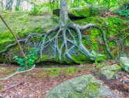 Standardy ochrony zieleni w procesie inwestycyjnym, ze szczególnym uwzględnieniem ochrony bryły korzeniowej drzew.