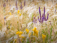 Światowy Dzień Doceniania Chwastów