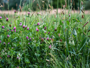 Światowy Dzień Doceniania Chwastów