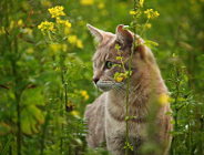 Światowy Dzień Kota