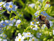 Światowy Dzień Pszczół