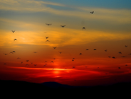 Światowy Dzień Ptaków Wędrownych