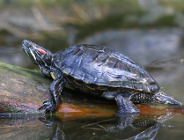 Światowy Dzień Żółwia