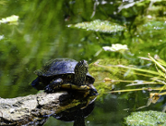 Światowy Dzień Żółwia