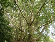 Szkolenie "Aktualne możliwości i ograniczenia w ochronie zieleni miejskiej przed chorobami" i Konferencja "Bezpieczne i atrakcyjne tereny rekreacyjno-sportowe"