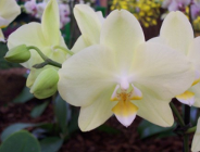 Targi Ogrodnicze GARDENIA 2010- OGRODOWE INSPIRACJE