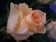 Targi Ogrodnicze GARDENIA 2011