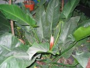 Uaktualniony wykaz firm zbierających zużyty sprzęt elektryczny i elektroniczny pochodzący z gospodarstw domowych z terenu m. Poznania (z 09.04.2008r.)