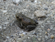 Uwaga, migracja płazów!