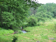 Uwaga! Na szczepionki przeciw wściekliźnie w lasach