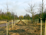 W Krzyżownikach zasadzono już kilkanaście hektarów lasu