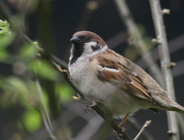 Wernisaż wystawy "Oblicza Ptaków"