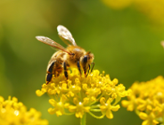 Wielki Dzień Pszczół 2024