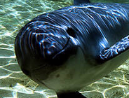 WWF Godzina dla Ziemi - Godzina dla morświna