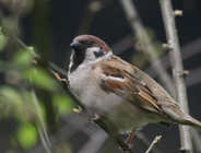 Wycinka drzew lub krzewów a ochrona gatunkowa