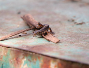 Wydział Klimatu i Środowiska Urzędu Miasta Poznania podejmuje działania mające na celu ochronę przed inwazyjnymi gatunkami obcymi.