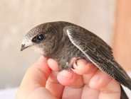 Wydział Klimatu i Środowiska Urzędu Miasta Poznania przypomina o standardach ochrony ptaków i nietoperzy a w szczególności jerzyka zwyczajnego.