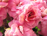 Wykaz zadań wykonanych w WOŚ UMP od 04.07.2008r. do 21.08.2008r.