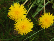 Wykaz zadań wykonanych w Wydziale Ochrony Środowiska Urzędu Miasta Poznania od 03.04.2008r. do 07.05.2008r.