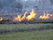 Wypalanie traw prowadzi do nieodwracalnych zmian w przyrodzie.