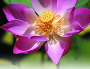 Wystawa fotograficzna w Ogrodzie Botanicznym