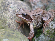 Wystawa fotografii "Te co skaczą i pełzają" w Palmiarni