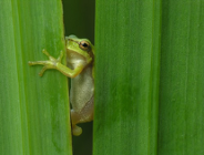 Wystawy fotograficzno-edukacyjne PTOP „Salamandra” w Ogrodzie Botanicznym