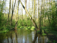 Wytyczne do projektu planu zadań ochronnych dla obszaru Natura 2000
