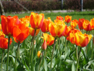 XIX edycja konkursu "Zielony Poznań" i kiermasz "Zielony Poznań"