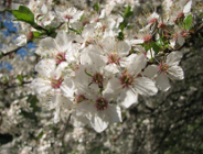 XVI edycja konkursu "Zielony Poznań". Kiermasz roślin ozdobnych w Parku Wilsona- 9-10 maja