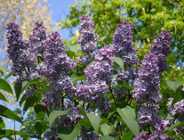 XVII edycja konkursu "Zielony Poznań". Kiermasz roślin ozdobnych w Parku Wilsona- 8 i 9 maja