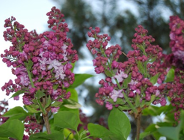 XX edycja konkursu "Zielony Poznań" i kiermasz "Zielony Poznań"