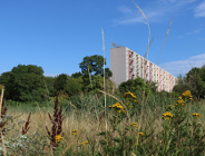 Zagospodarowanie wód opadowych na terenie użytku ekologicznego "Traszki Ratajskie"