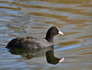 Zakaz polowania na nowych pięć gatunków