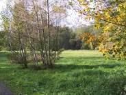 Zasady pielęgnacji zieleni, drzew i krzewów