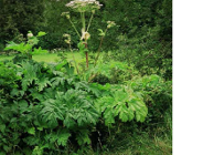 Zauważyłeś barszcz Sosnowskiego - nie dotykaj go, zgłoś to!