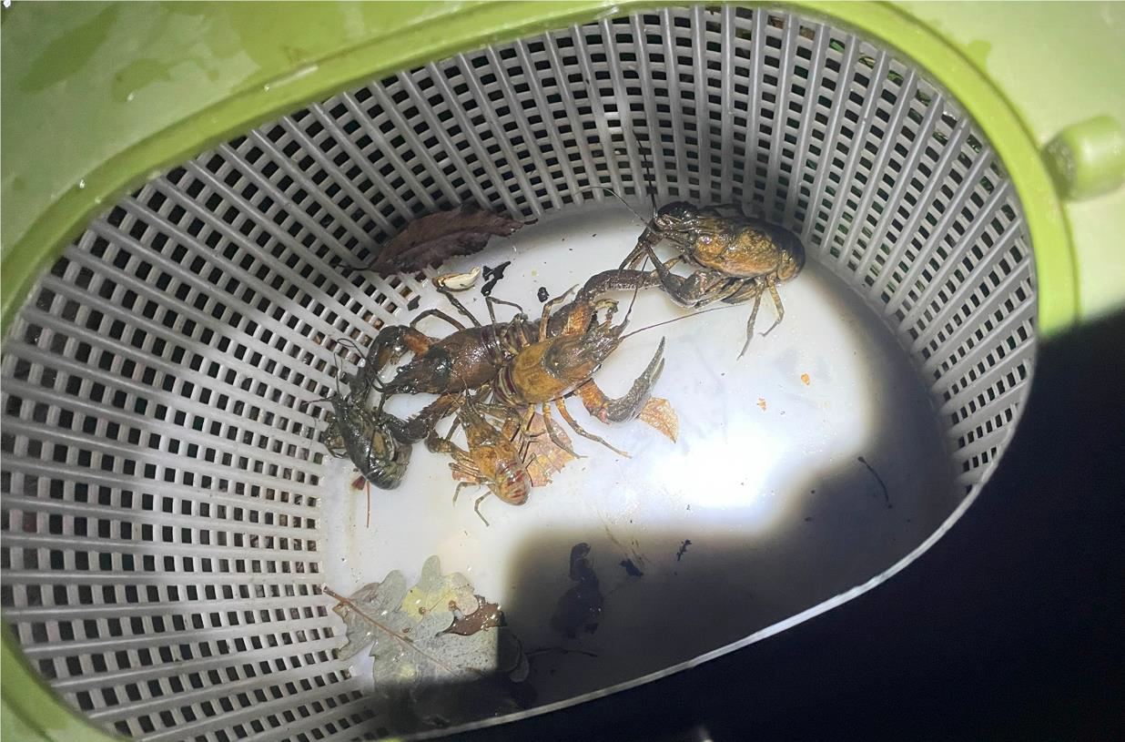 Inwazyjne gatunki obce Zdjęcie przedstawia 5 raków pręgowatych złapanych w pułapkę