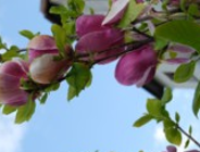 Zgłoszenia do konkursu "Zielony Poznań" do 20 czerwca