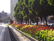 Zieleń przydrożna w Poznaniu w ujęciu planistycznym