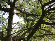 Zmiany przepisów w zakresie ochrony drzew i krzewów